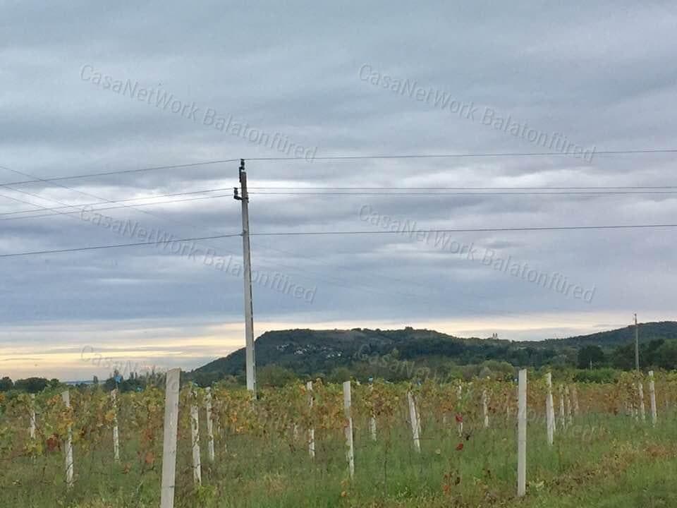 Kékfrankos Szőlő terület