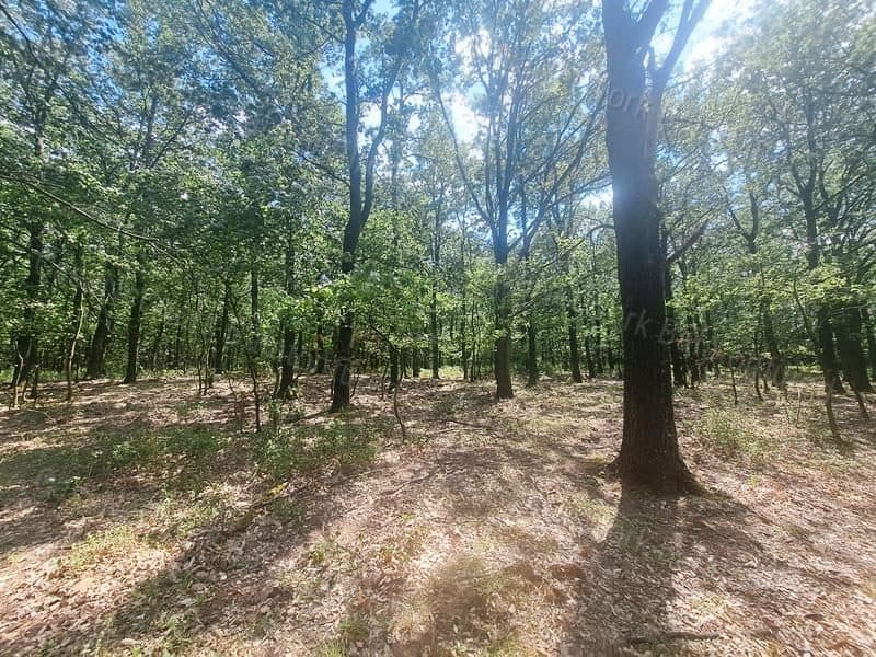 Wald bei Köveskál, nahe der Ortschaft