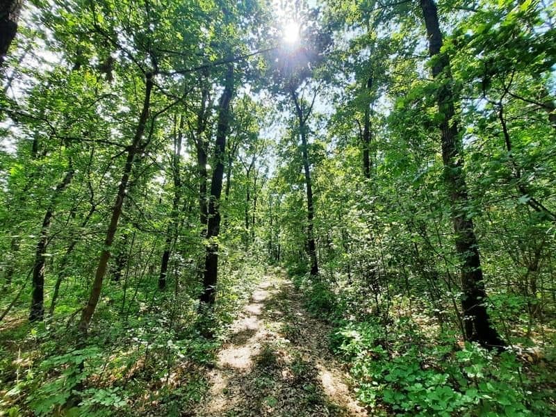 Near Settlement - Pastureland and Forest for Sale in Kapolcs