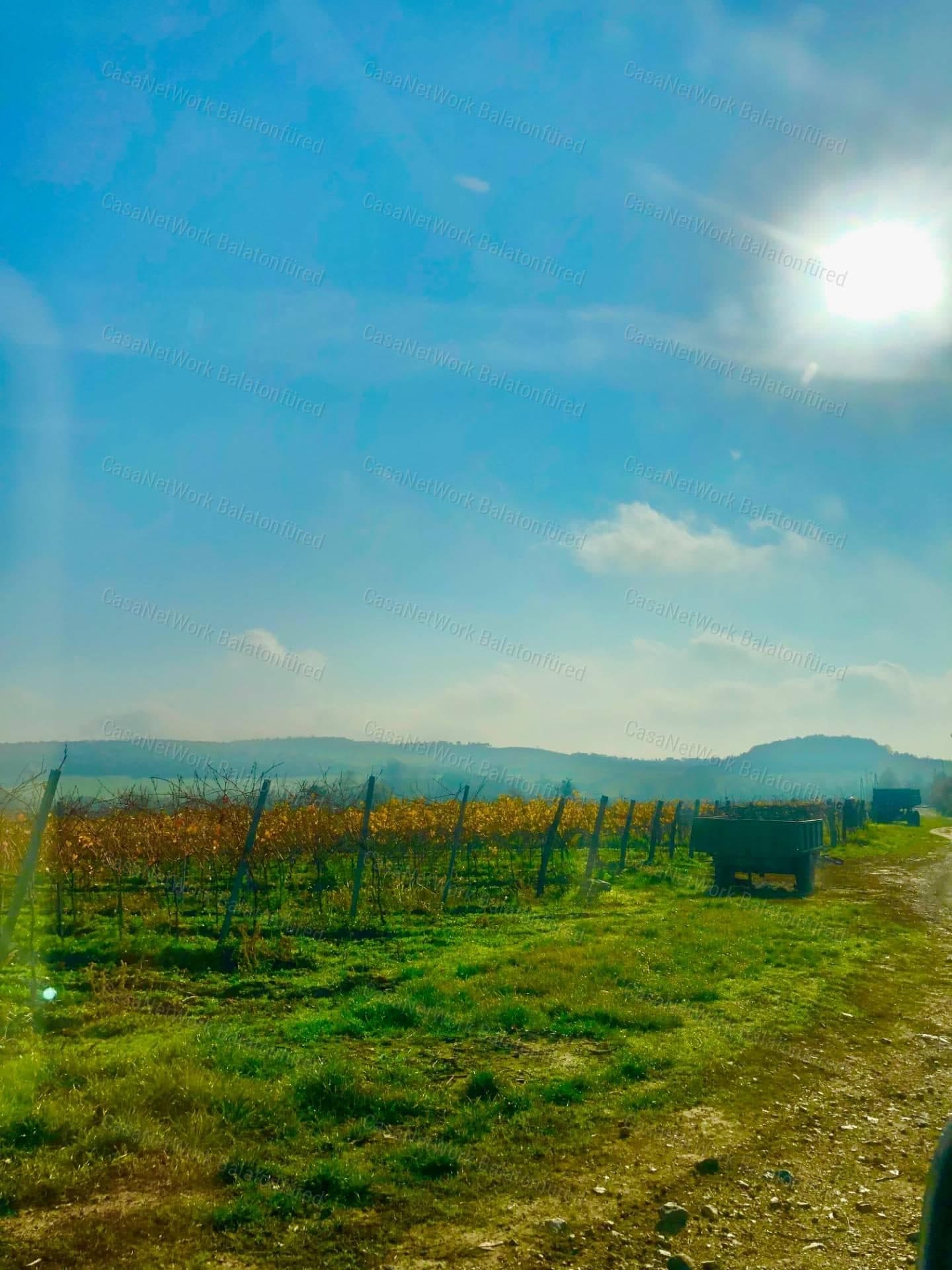 Vineyard plot with Balaton panorama at Balatoncsicsó