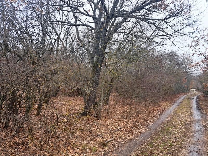 Forest plot 4499 m² in Balatonudvari