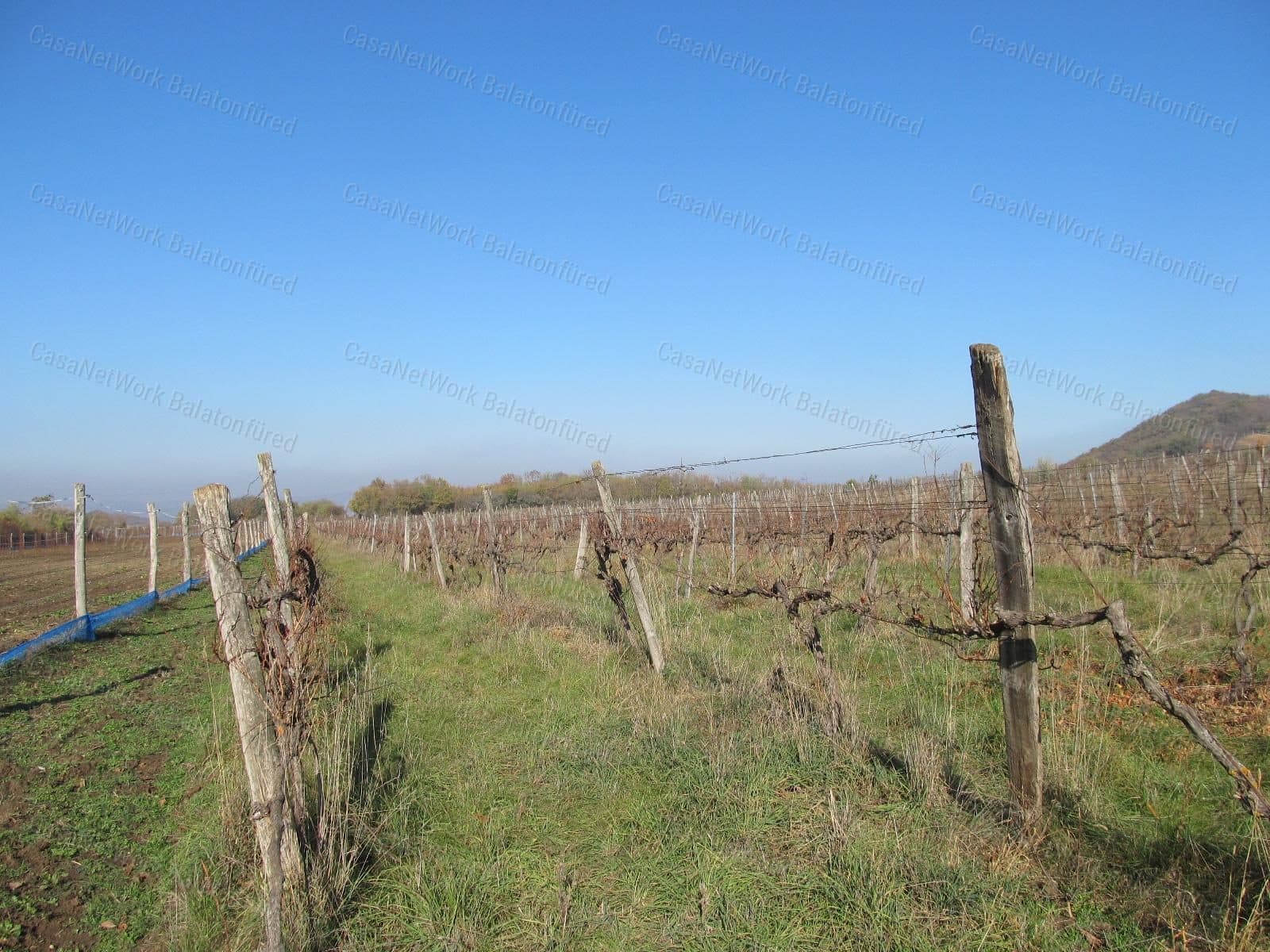 Vineyard near Belső-tó, Tihany
