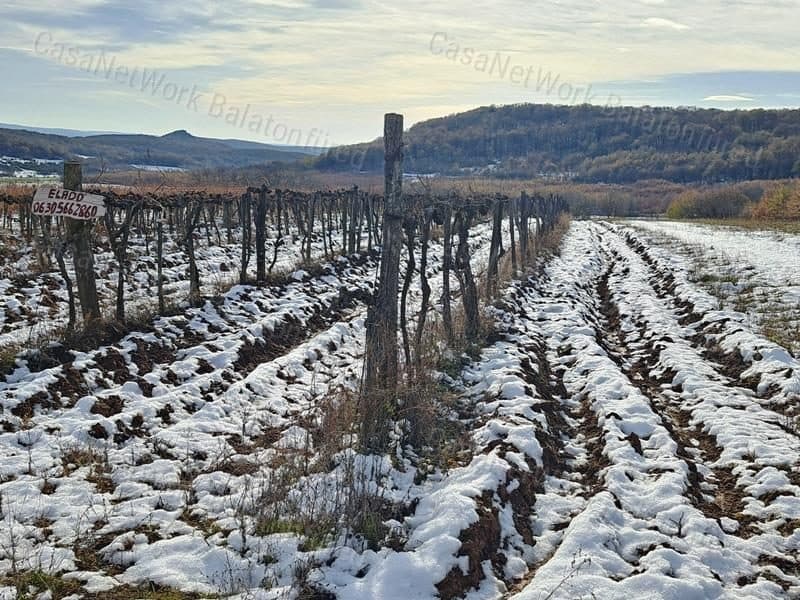 Landwirtschaftsfläche mit Juhfark-Weinstöcken bei Balatoncsicsó