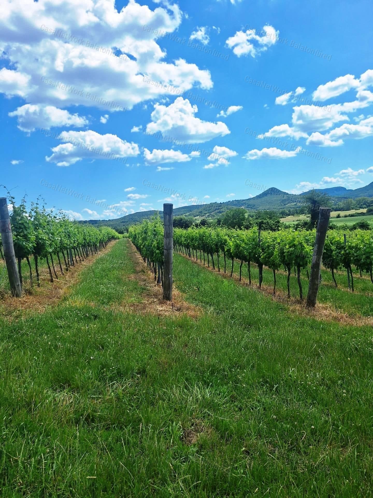 Buildable vineyard and pasture land in Balatonakali