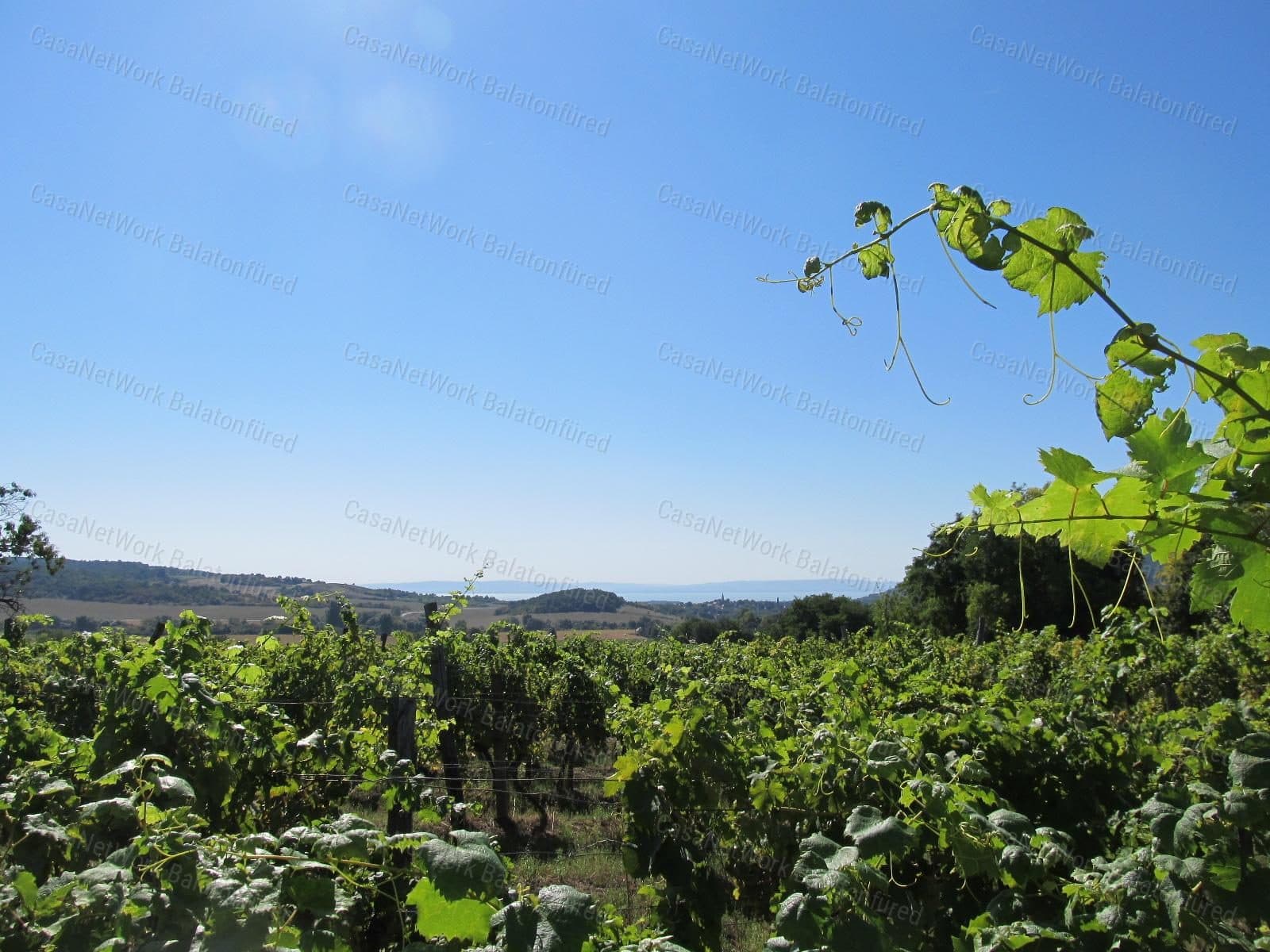 Vineyard plot on the hillside of Nivegy valley, Balatoncsicsó