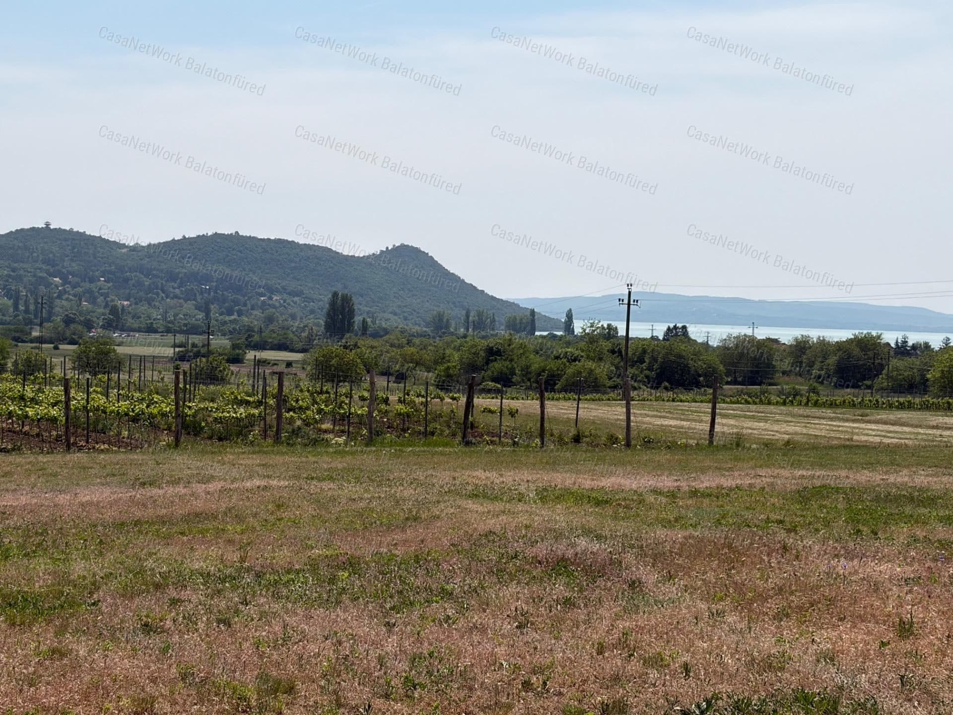 Panorámás SZŐLŐBIRTOK Balatonfüred és Aszófő között eladó