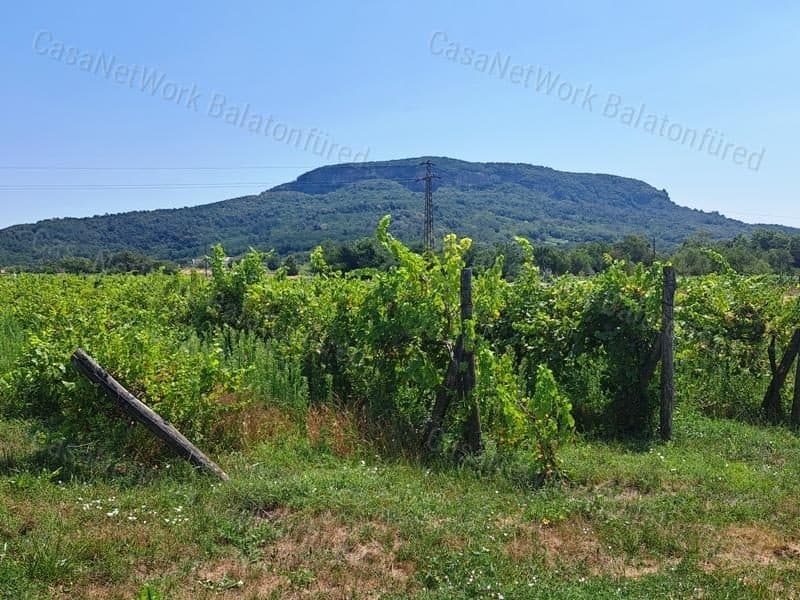 Weinanbaufläche bei Badacsonytördemic
