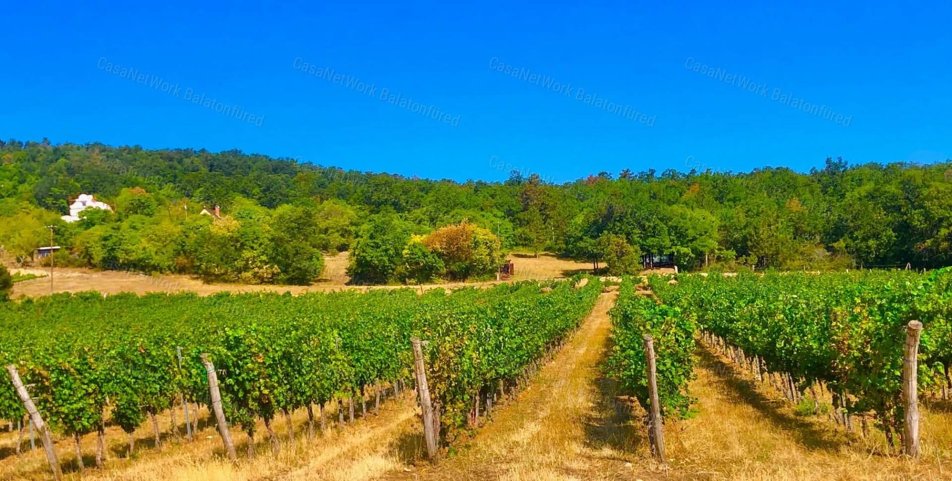 Vineyard plot in Balatonakali with building potential
