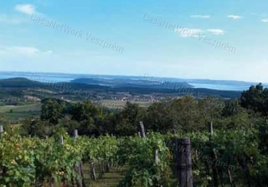 Részpanorámás szőlő terület