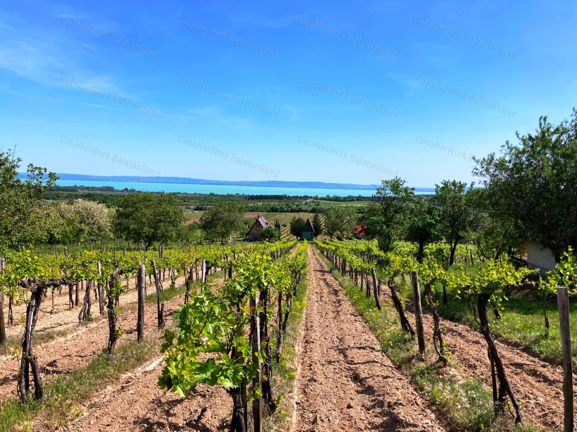 Weinbau- und Wirtschaftsgebäude mit Panoramablick in Tagyon