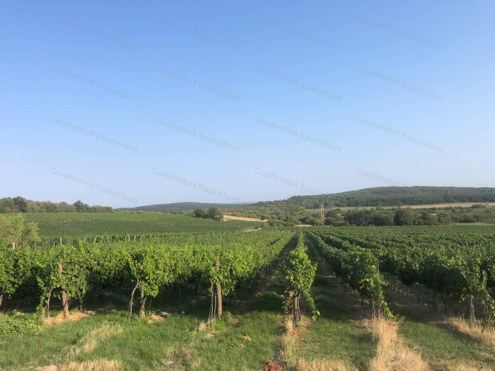 Well-maintained vineyard plot in Pécsely with Kékfrankos and Merlot vines