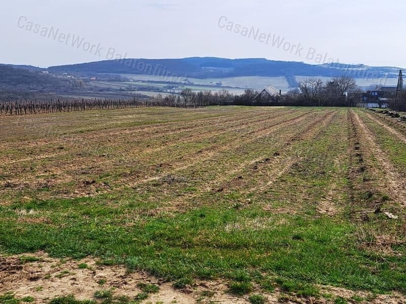 Vineyard with Balaton panorama in the Nivegy Valley, Szentjakabfán