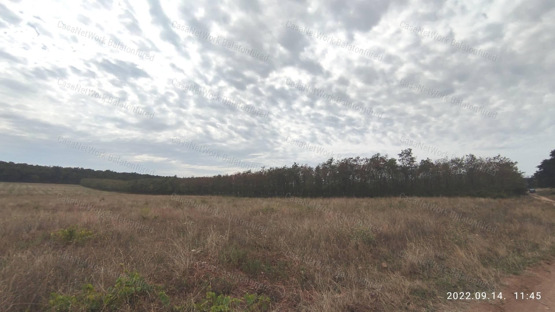 Forest in Zánka!