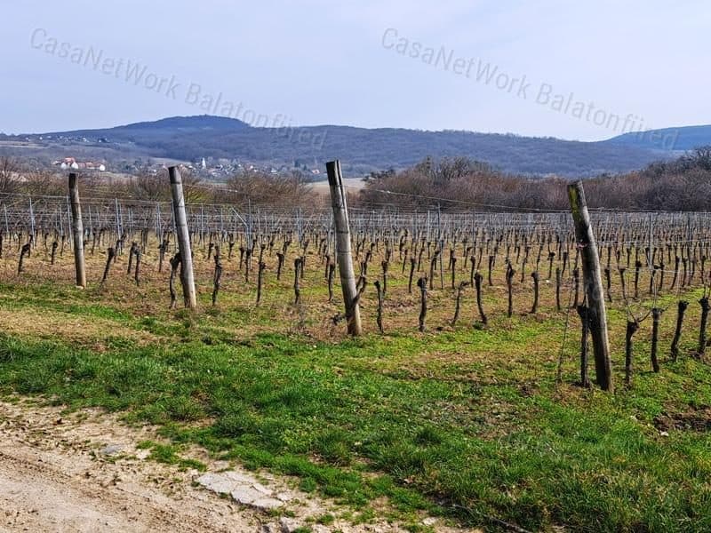 Vineyard with panoramic views in the Nivegy Valley, Szentjakabfán