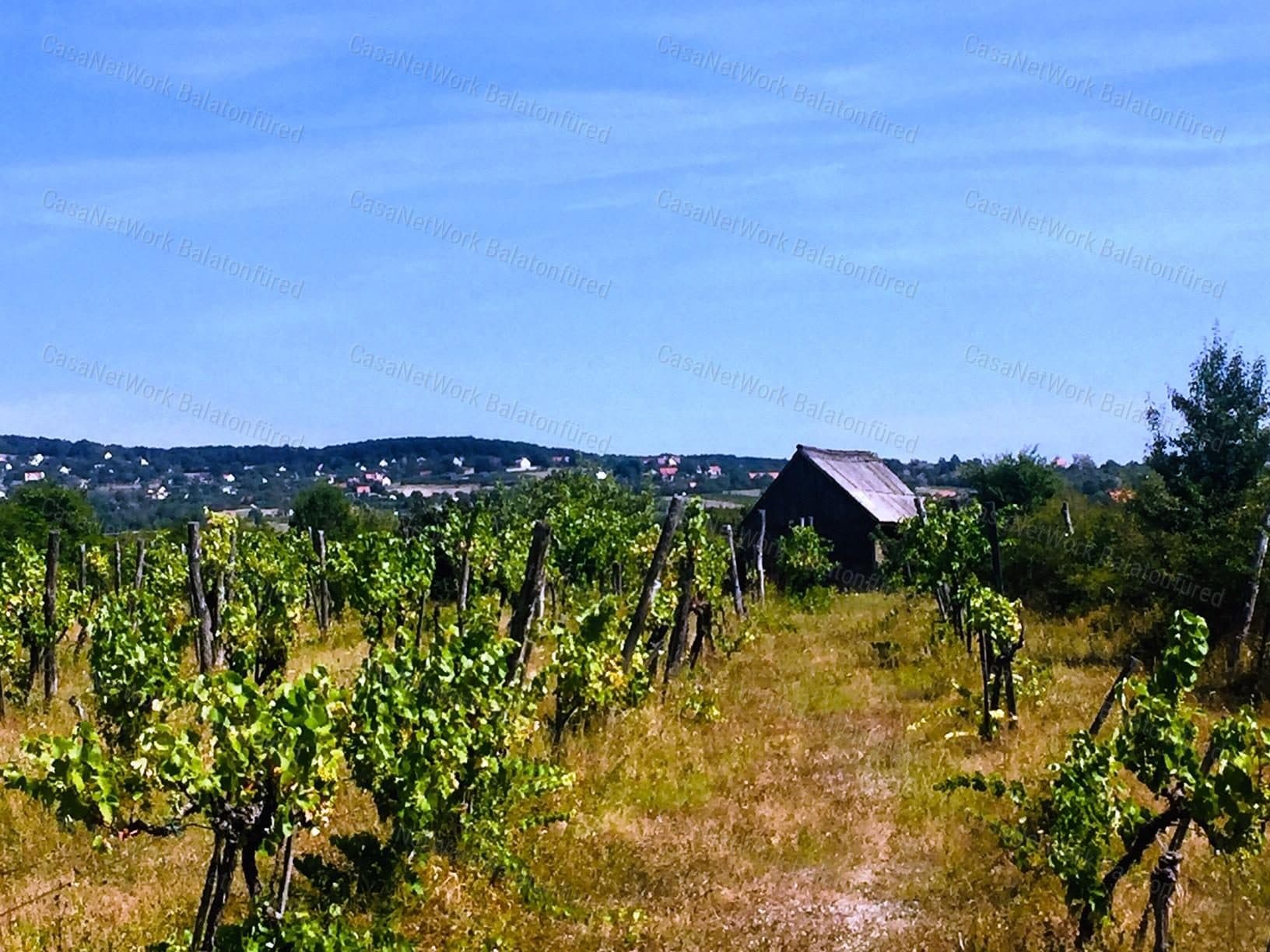 Vineyard and fruit garden with views and small wooden house in Dörgicse